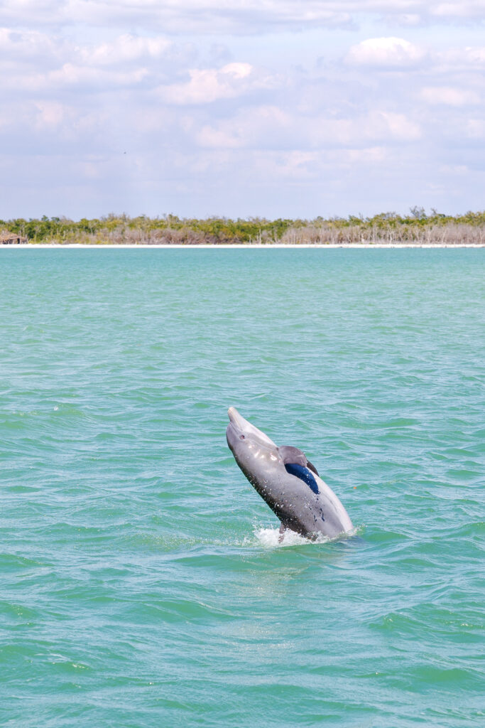 AA Naples Boat Rental - Naples, FL