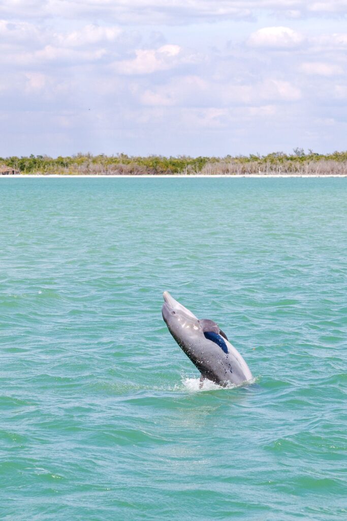 AA Naples Boat Rental - Naples, FL